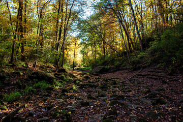 Fototapeta premium in the woods 