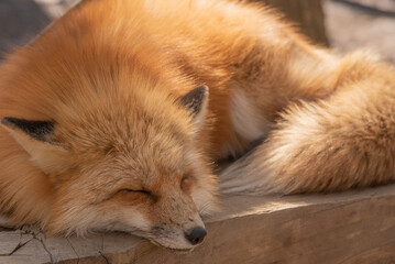 Obraz premium 日向で寝るキツネ