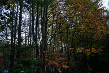 秋の森　公園　紅葉　色付く　木々　