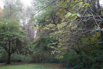 秋の森　公園　紅葉　色付く　木々　