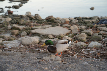 Mallard Duck stands on a ground