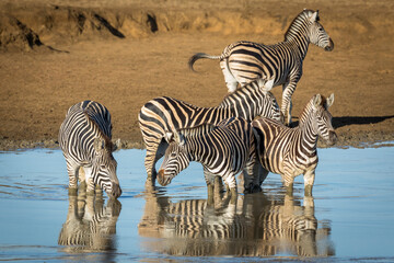 Zebra herd standing in water drinking in Kruger Park in South Africa