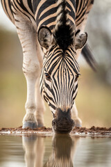 Close up on zebra's face drinking water in Kruger Park in South Africa