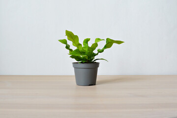 Asplenium crispy wave house plant in grey pot on wooden desk over white	