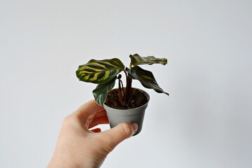 Hand holding calathea makoyana house plant in grey pot over white	