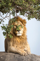 Vertical portrait of a male lion lying on a rock in Serengeti in Tazania