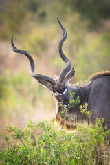Adult male kudu eating green bush in Kruger Park in South Africa