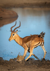 Adult male impala standing in mud at the edge of water in Kruger Park in South Africa