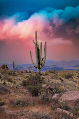 Saguaros in a Scottsdale Arizona Sunset