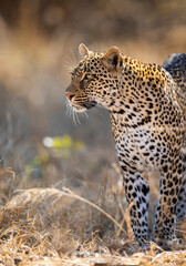 Leopard standing and looking alert in Kruger Park in South Africa