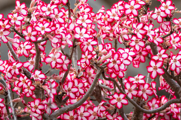 Impala Lily (Adenium multiflorum) in Kruger Park in South Africa