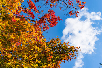 日本の秋の彩り
