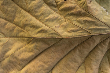 close up of a leaf