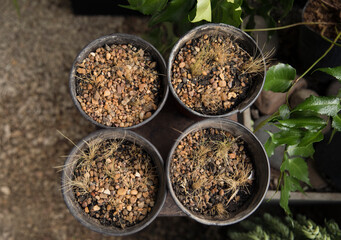 Plant cultivation. Overhead closeup view of flower pots growing young decorative grasses in the urban garden. 