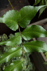 Botany. Exotic flora. Closeup view of a Cyrtomium falcatum fern, also known as Japanese Holly Fern, bright green fronds.