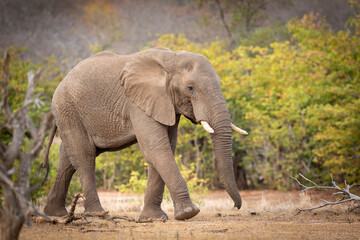 Naklejka na ściany i meble Female elephant walking in autumn bush in Kruger Park in South Africa