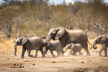 Elephant herd with small babies walking in dry bush in Kruger Park in South Africa