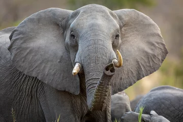 Zelfklevend Fotobehang Vrouwelijke olifant die alert kijkt met beide oren uit in het Krugerpark in Zuid-Afrika © stuporter