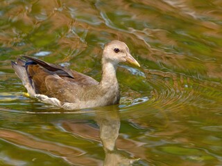 きれいな模様の水面を優雅に泳ぐオオバン幼鳥