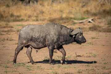 Adult cape buffalo male walking in Kruger Park in South Africa