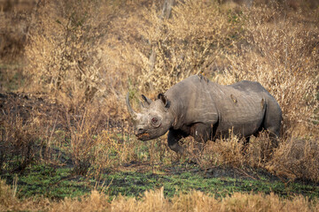 Black rhino with injured eye walking in winter dry bush in Masai Mara in Kenya