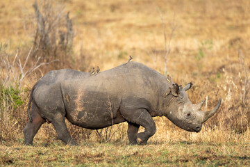 Black rhino with large horn and ox peckers on its back walking in dry bush in Kruger Park in South Africa