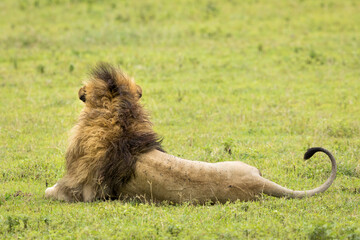 Back of male lion with big mane lying on green grass in Ngorongoro Crater in Tanzania