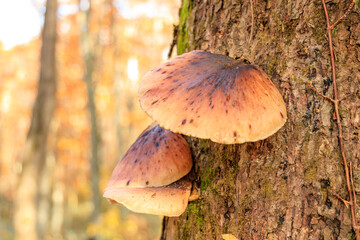 ツキヨタケ　ツキヨダケ　群生
