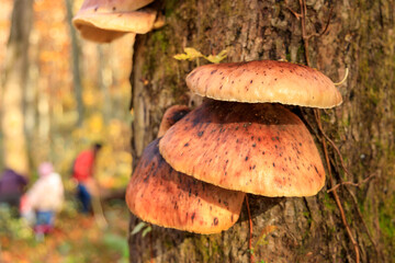 ツキヨタケ　ツキヨダケ　群生