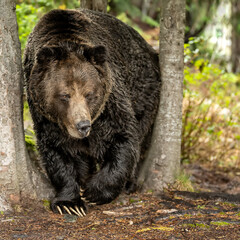 A male grizzly bear (Ursus arctos horribilis) walking in the woods alongside the river in search of...