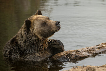 Grizzly Bear (Ursus arctos horribilis) having rest in the river in coastal British Columbia, Canada