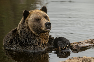 Obraz premium Grizzly Bear (Ursus arctos horribilis) having rest in the river in coastal British Columbia, Canada