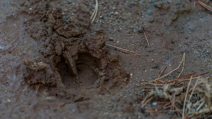 animal tracks marked in the mud on the paths in mountains and fields