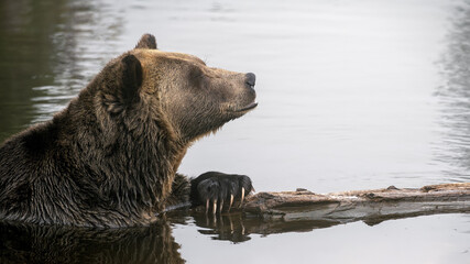 Obraz premium Grizzly Bear (Ursus arctos horribilis) having rest in the river in coastal British Columbia, Canada