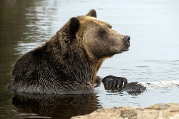 Obraz premium Grizzly Bear (Ursus arctos horribilis) having rest in the river in coastal British Columbia, Canada