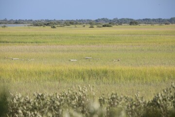 Obraz premium Grassland