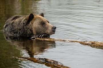 Obraz premium Grizzly Bear (Ursus arctos horribilis) having rest in the river in coastal British Columbia, Canada