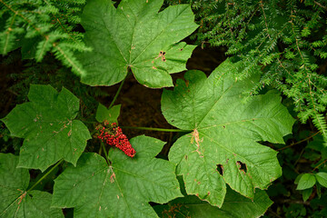 Close up photo of devil's club (Oplopanax horridus) leaves and fruit in the dark rainforest