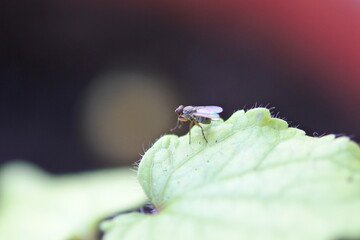Macro of a fly is on a leaf of okra.