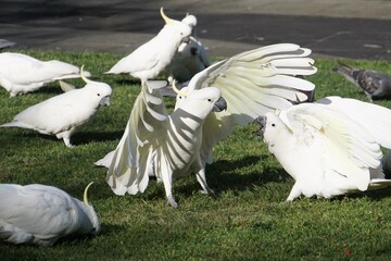 Sulphur-Crested Cockatoo with Wings spread defending its Patch of Grass