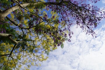 Purple and Yellow Blossoms against Blue Sky with White Clouds