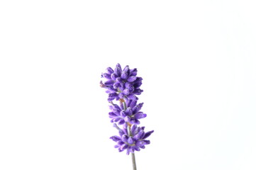 Obraz premium Blue Mountian a violet lavender field in Hokkaido, Lavender flowers bundle