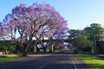Street lined with Jacaranda Trees in Bloom in Early Morning Light
