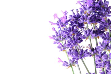 Blue Mountian a violet lavender field in Hokkaido, Lavender flowers bundle