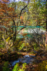 秋の裏磐梯の五色沼