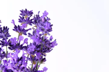 Fototapeten Blue Mountian a violet lavender field in Hokkaido, Lavender flowers bundle © ric
