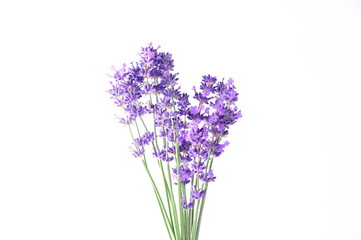 Blue Mountian a violet lavender field in Hokkaido, Lavender flowers bundle