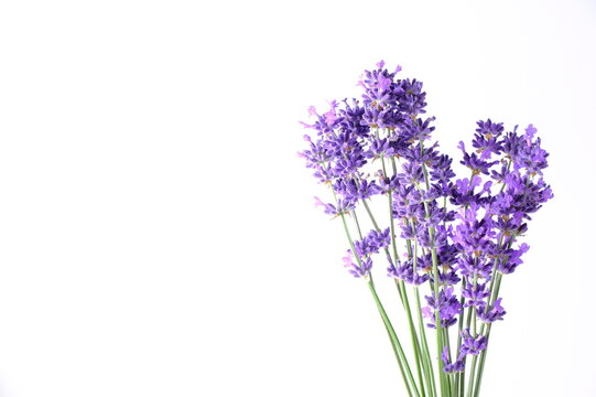 Blue Mountian a violet lavender field in Hokkaido, Lavender flowers bundle