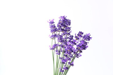 Closeup Blue Mountian a violet lavender field in Hokkaido, Lavender flowers bundle on a white...