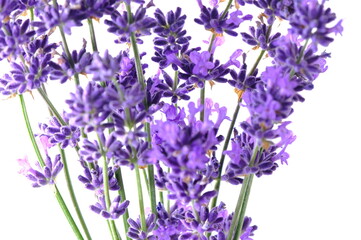 Closeup Blue Mountian a violet lavender field in Hokkaido, Lavender flowers bundle on a white background
